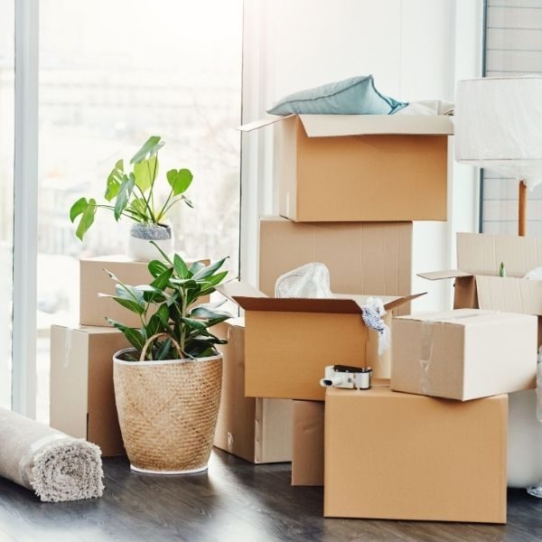 A stack of cardboard moving boxes next to a potted plant and a rolled up area rug.